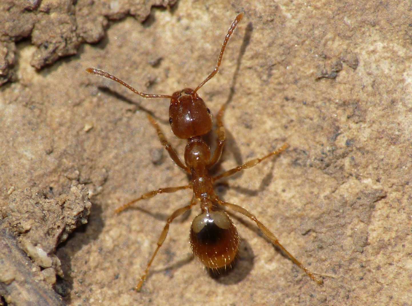 Aphaenogaster subterranea
